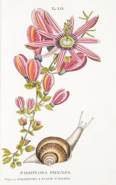 Passiflora Princeps, Plate LIX, from L